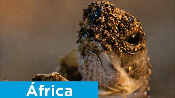 África