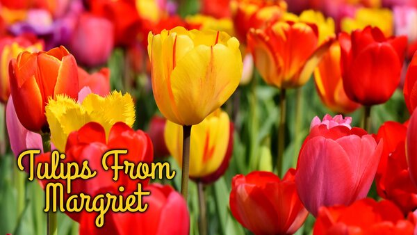 Tulips From Margriet