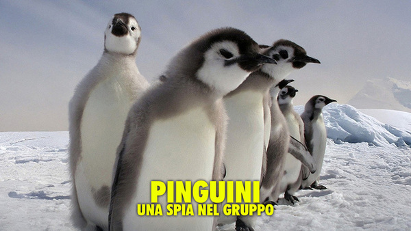 Pinguini: Una spia nel gruppo