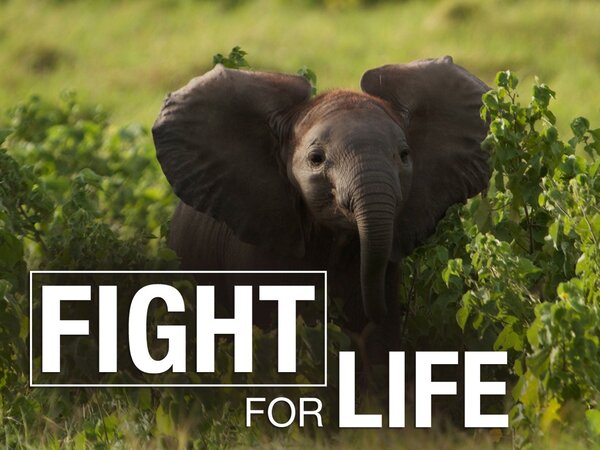 Fight for Life
