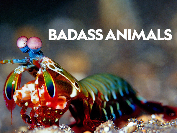 Badass Animals