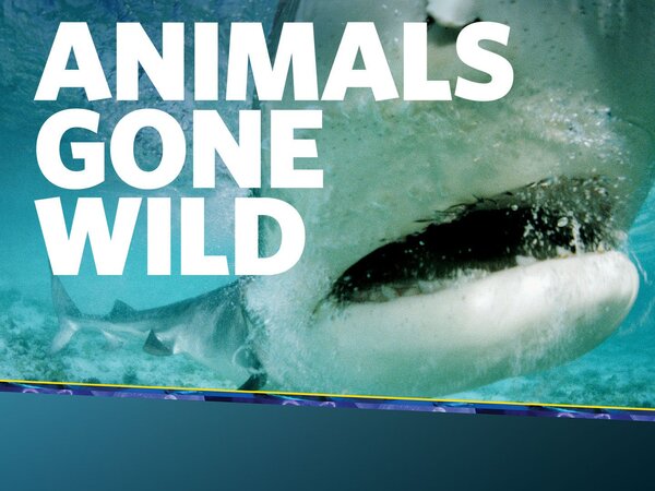 Animals Gone Wild