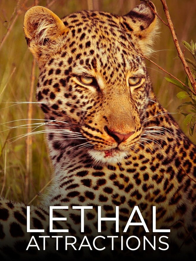 Lethal Attractions