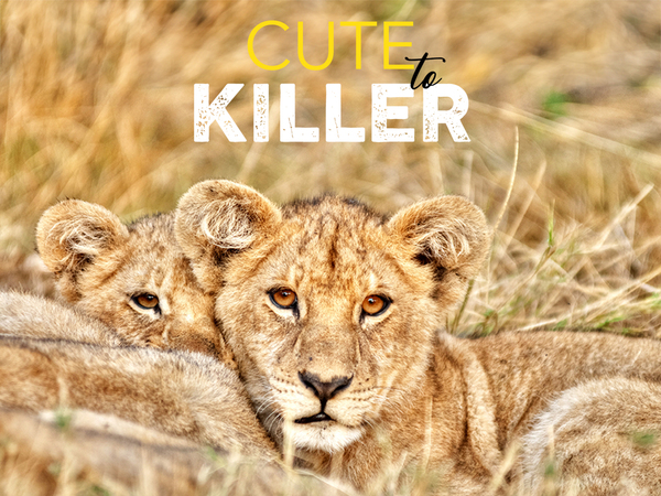 Cute to Killer