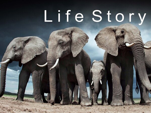 Life Story