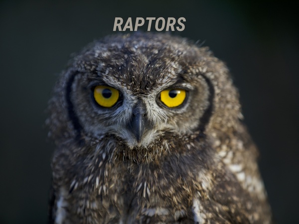 Raptors