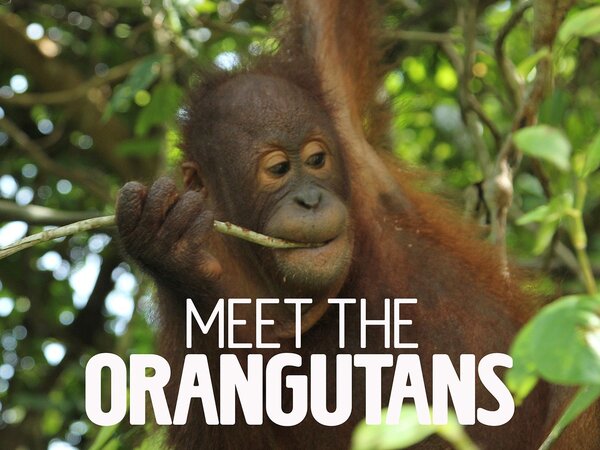 Meet the Orangutans