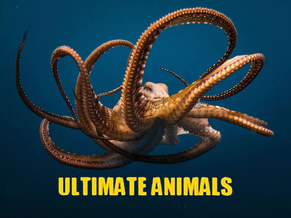 Ultimate Animals