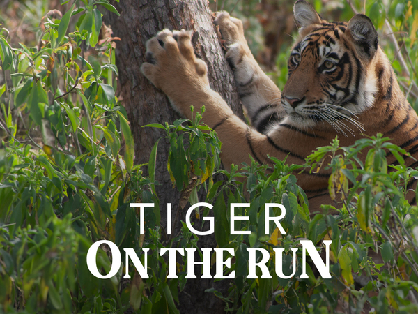 Tiger On The Run