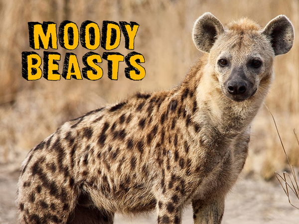 Moody Beasts