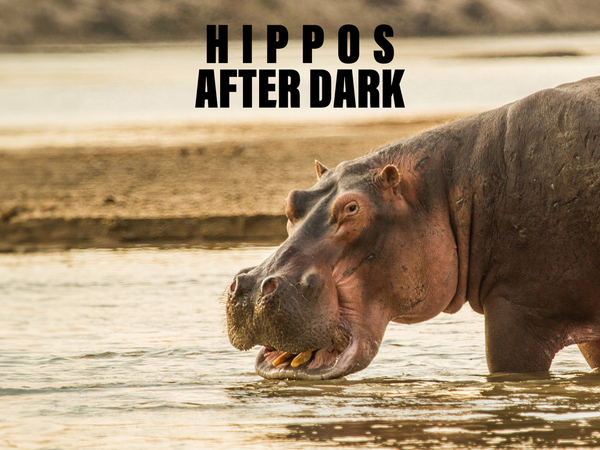 Hippos After Dark