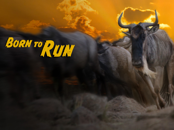 Wildebeest: Born to Run
