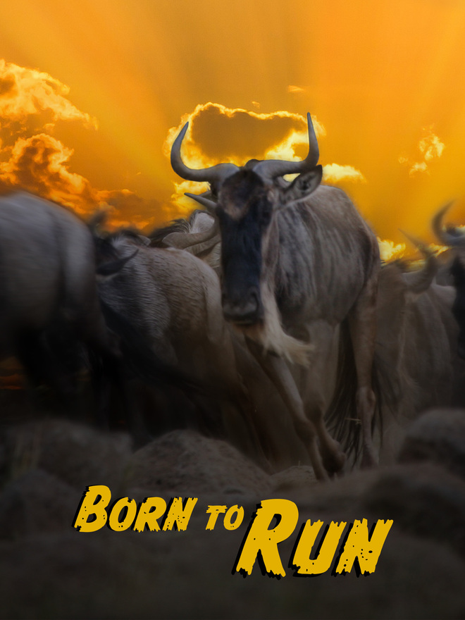 Wildebeest: Born to Run