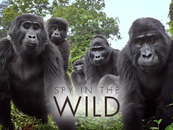 Spy in the Wild