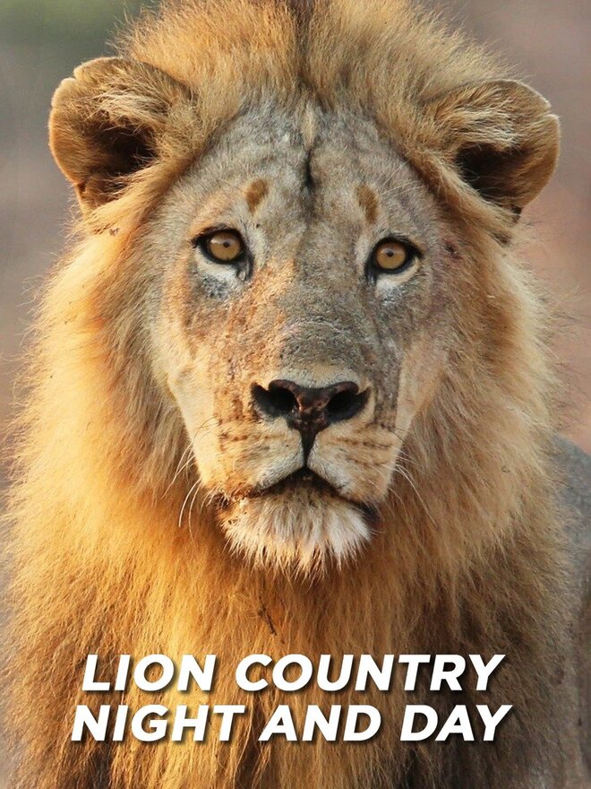 Lion Country: Night and Day