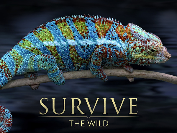 Survive the Wild