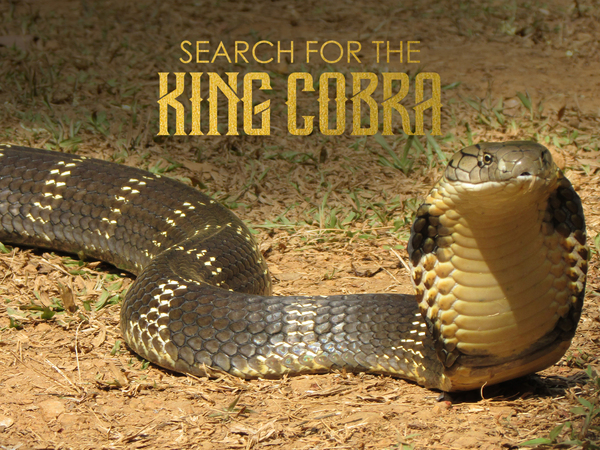 Search for the King Cobra