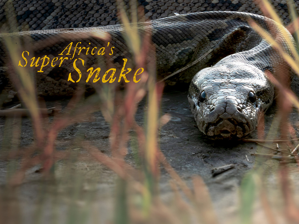 Africa's Super Snake