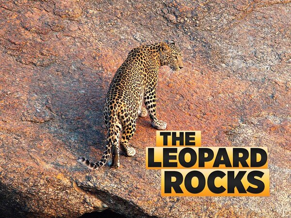 The Leopard Rocks