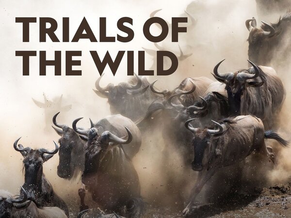 Trials of the Wild