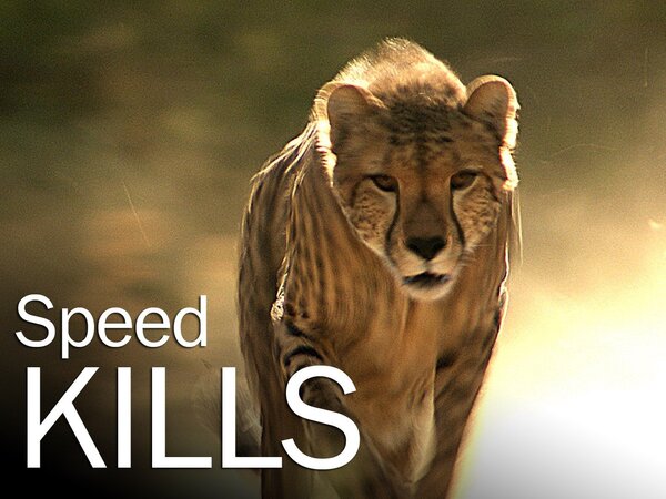 Speed Kills
