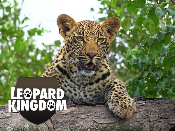 Leopard Kingdom