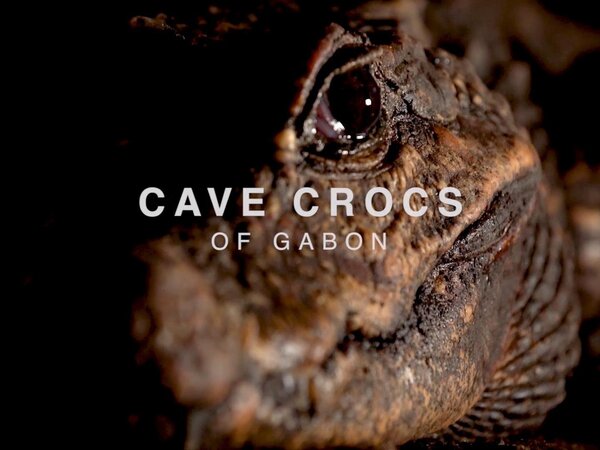 Cave Crocs of Gabon