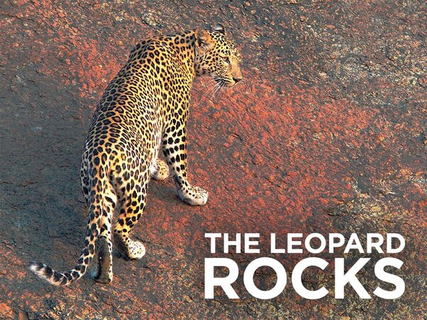 The Leopard Rocks