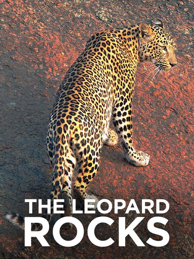 The Leopard Rocks
