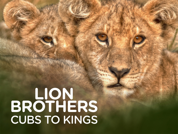 Lion Brothers: Cubs To Kings