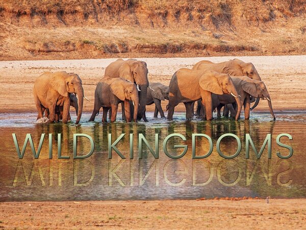 Wild Kingdoms
