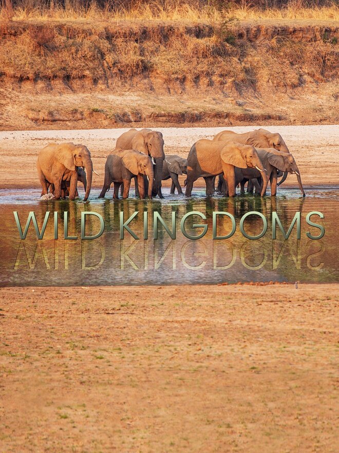 Wild Kingdoms