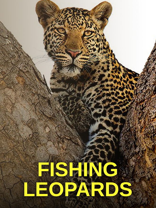 Fishing Leopards
