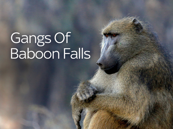 Gangs of Baboon Falls