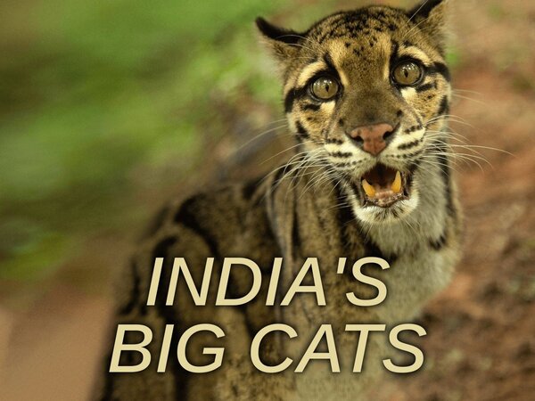 India's Big Cats