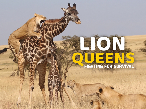 Lion Queens: Fighting For Survival