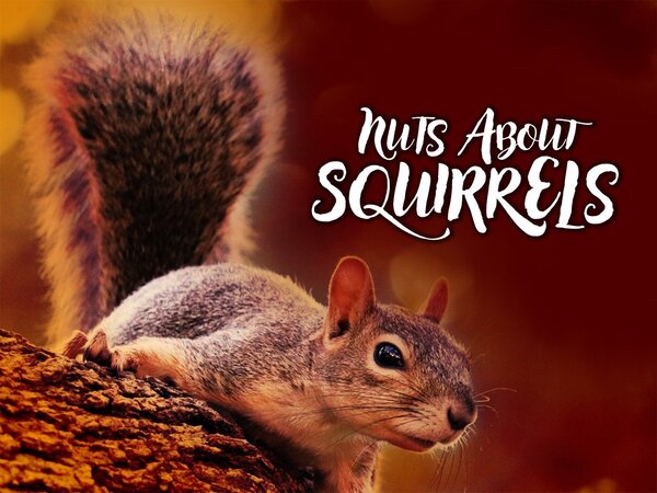 Nuts About Squirrels