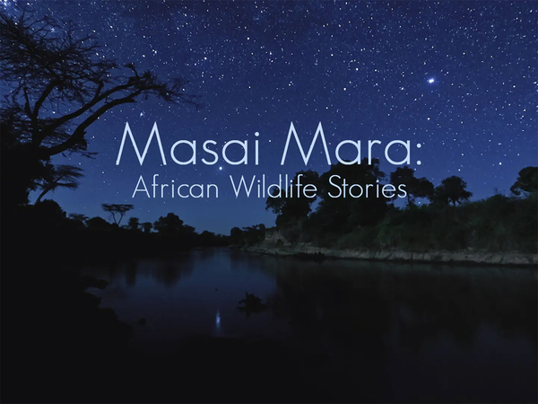 Masai Mara: African Wildlife Stories