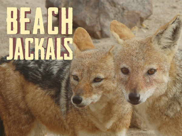 Beach Jackals