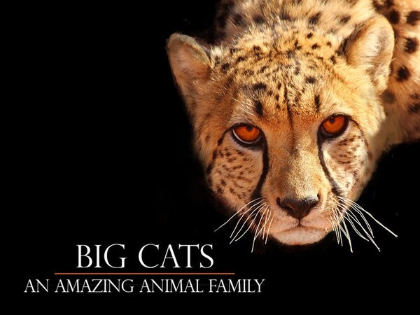 Big Cats: An Amazing Animal Family