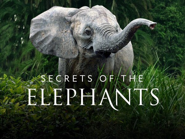Secrets of the Elephants