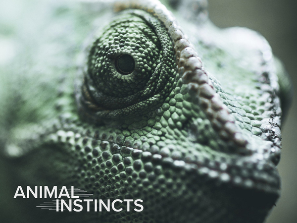 Animal Instincts