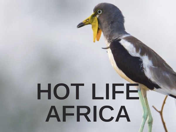 Hot Life Africa
