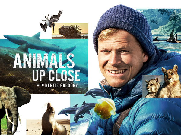 Animals up Close With Bertie Gregory