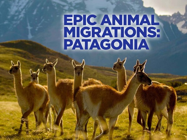 Epic Animal Migrations Patagonia