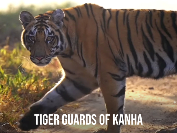 Tiger Guards Of Kanha