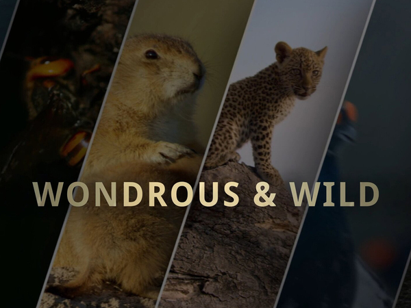 Wondrous & Wild