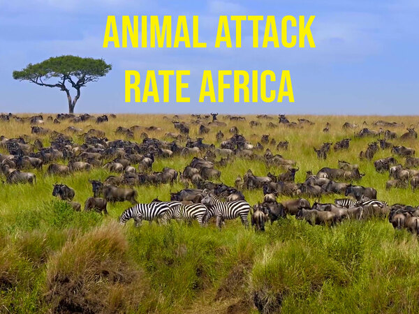 Animal Attack Rate