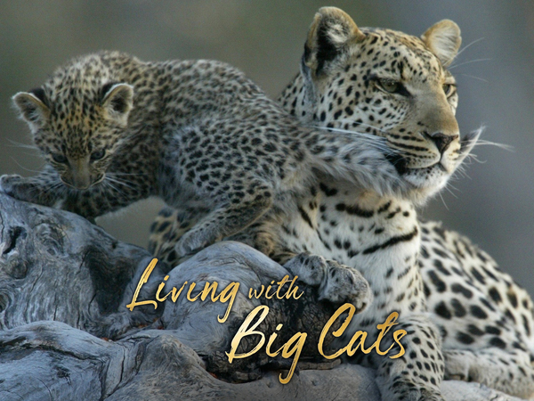 Living With Big Cats