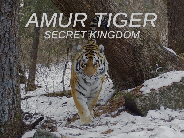 Amur Tiger: Secret Kingdom